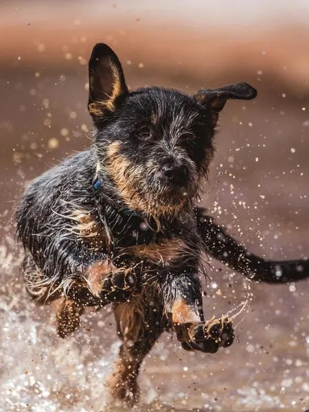 A soaking wet terrier running full speed through water