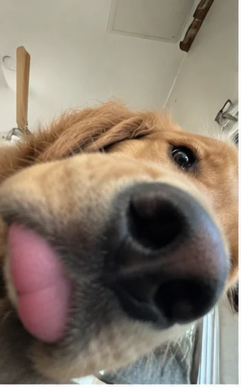 An extremely close-up dog selfie, mostly nostril
